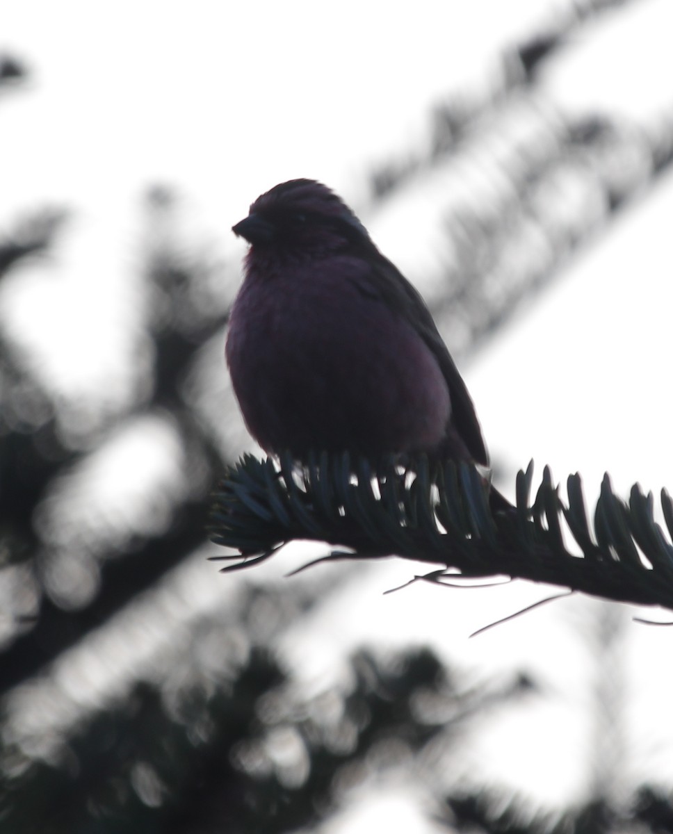 Himalayan White-browed Rosefinch - ML160565091