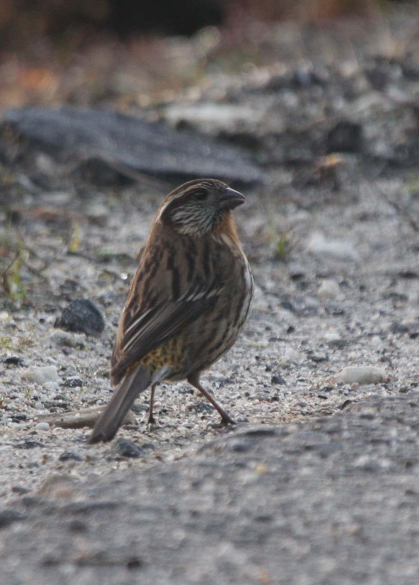 Himalayan White-browed Rosefinch - Vyom Vyas