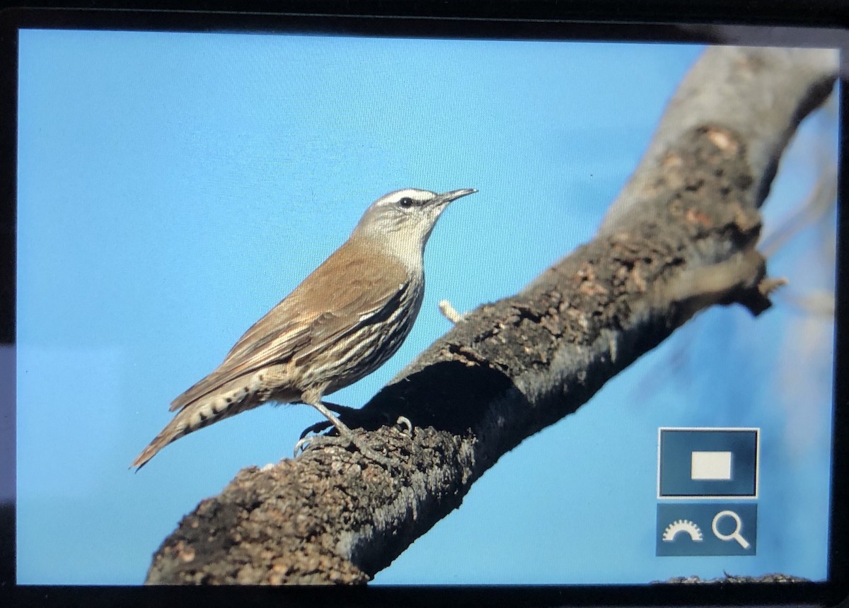 White-browed Treecreeper - ML160565761