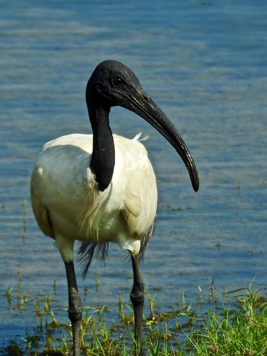 ibis černohlavý - ML160565811