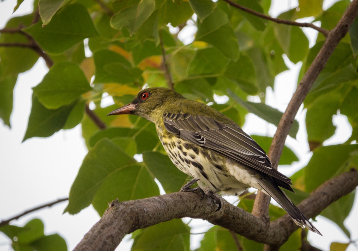 Olive-backed Oriole - ML160565851