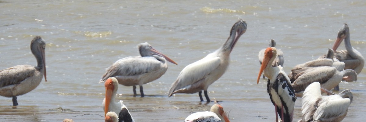 Spot-billed Pelican - ML160566031