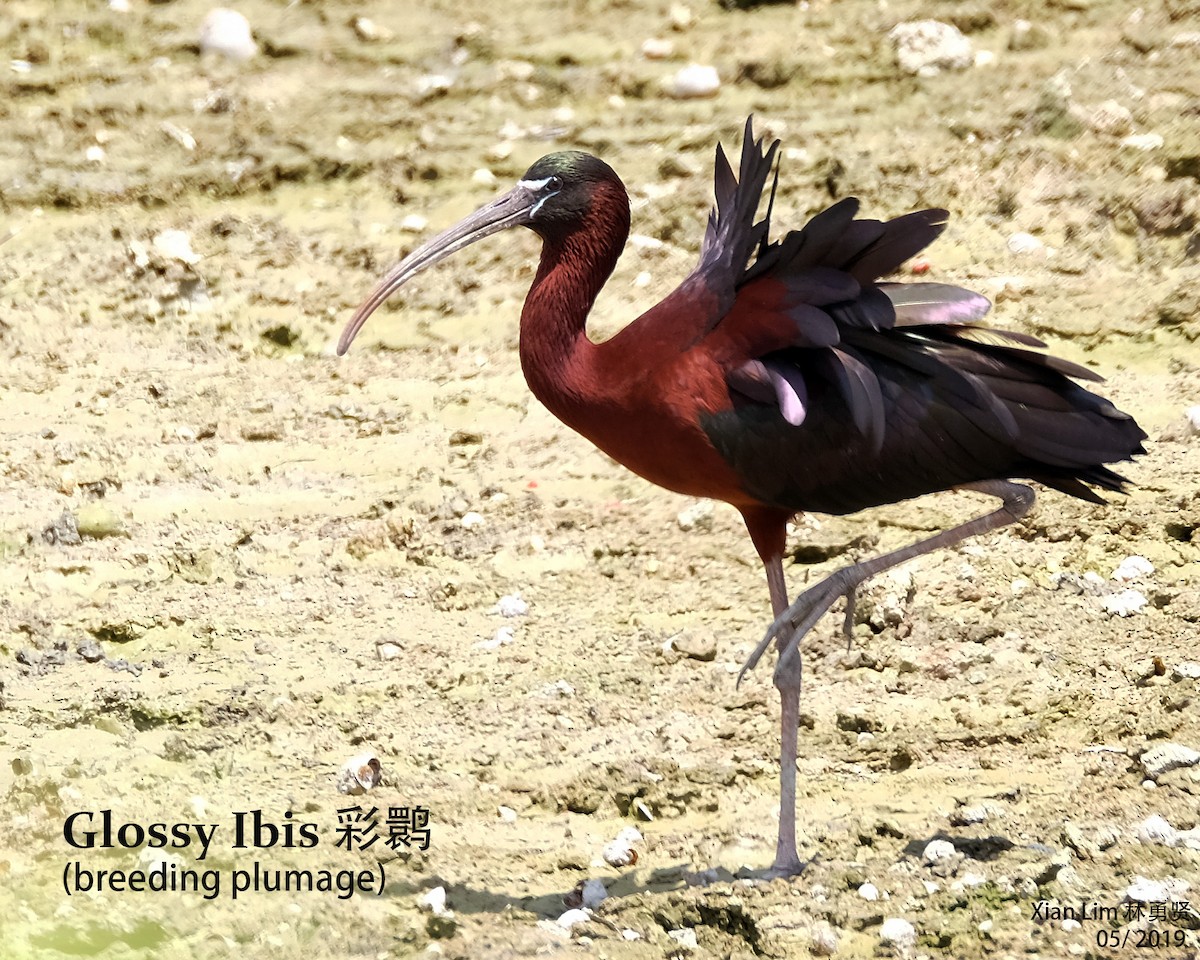 Glossy Ibis - ML160566261