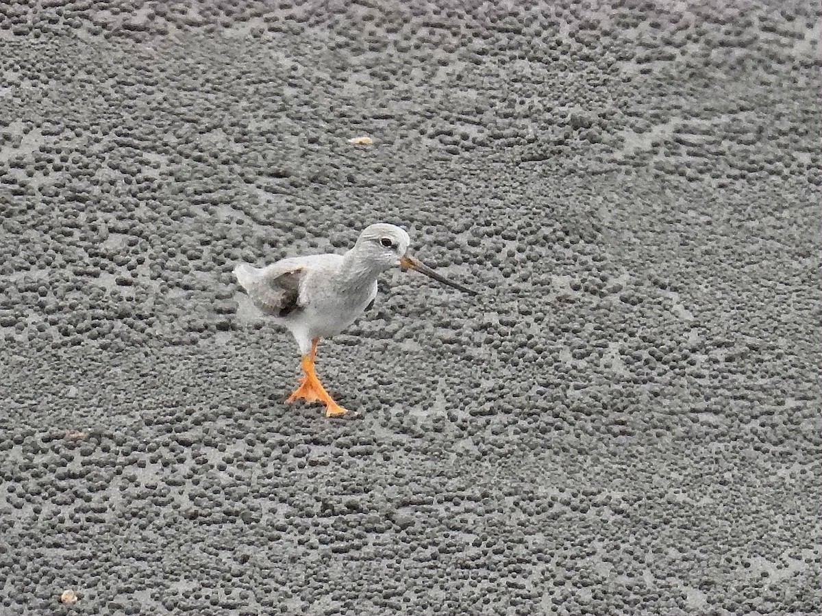 Terek Sandpiper - 勛宜 劉