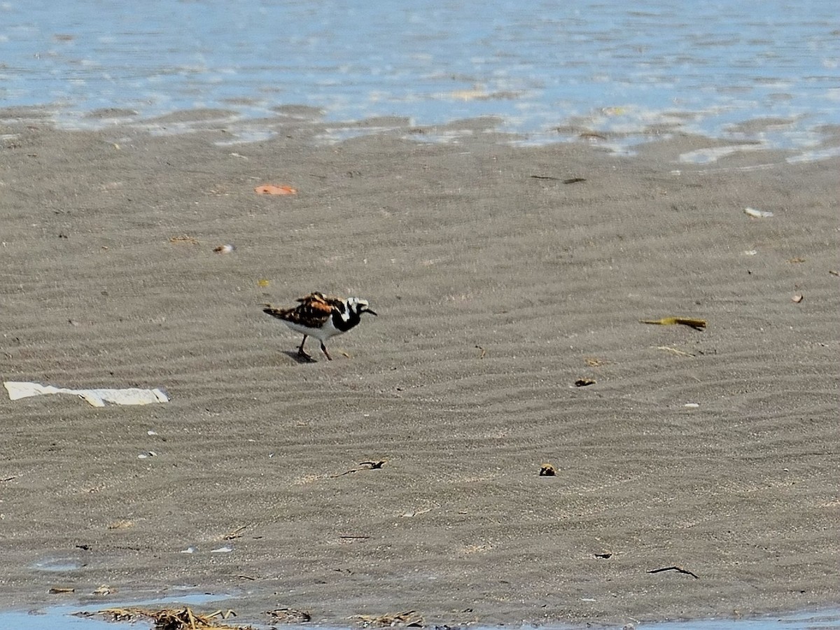 Ruddy Turnstone - ML160567531