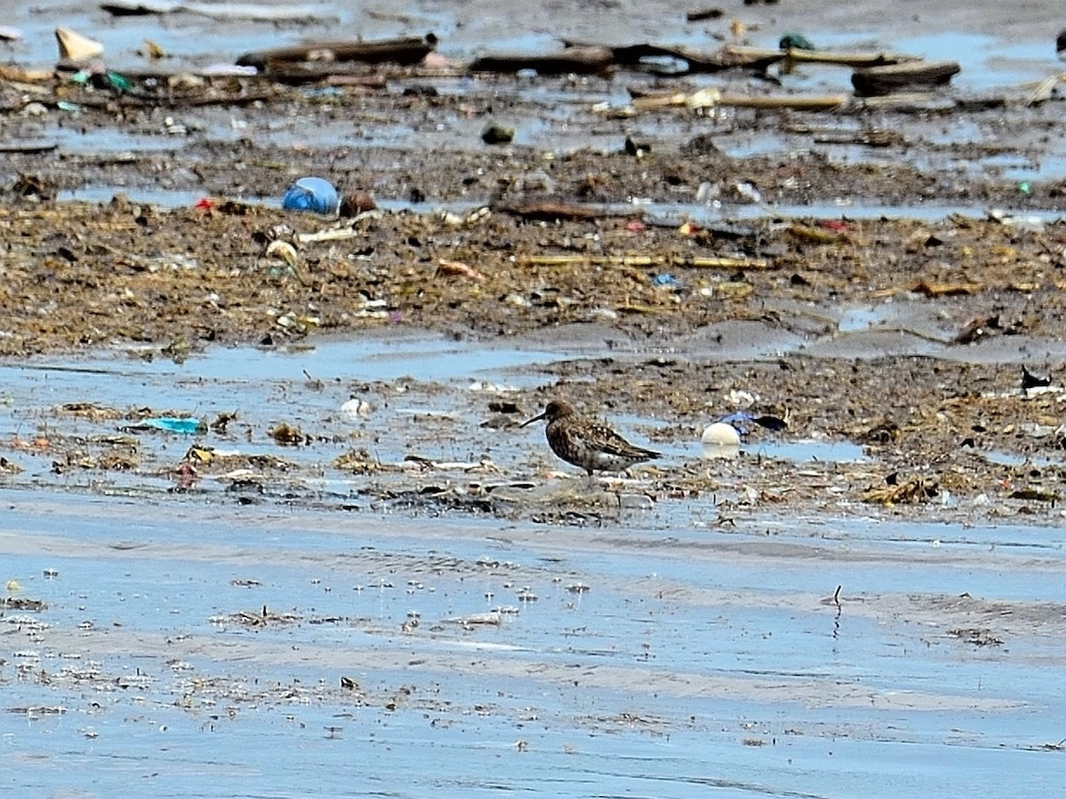 Curlew Sandpiper - ML160567621