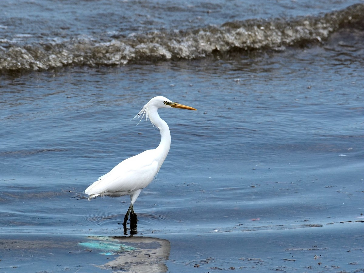 Chinese Egret - ML160567661