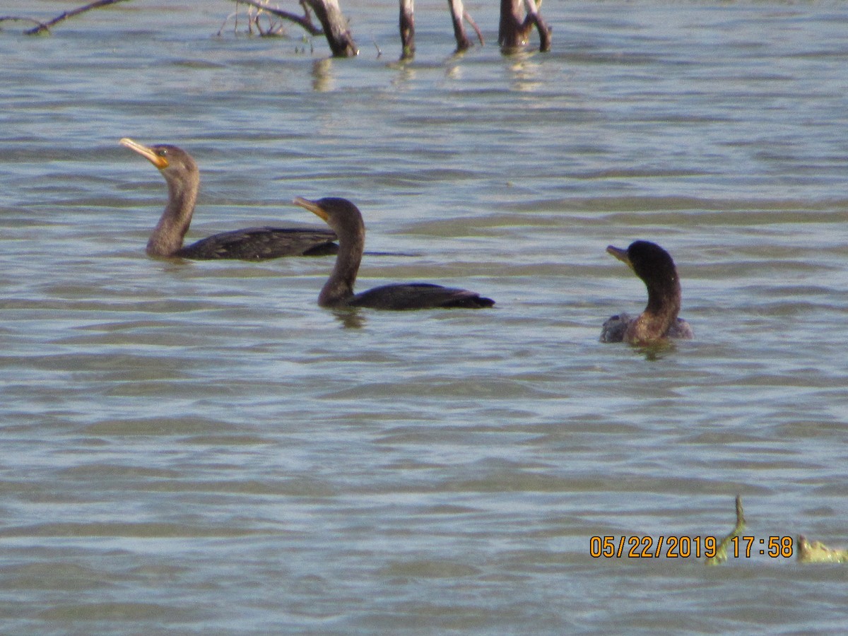 Neotropic Cormorant - Vivian F. Moultrie