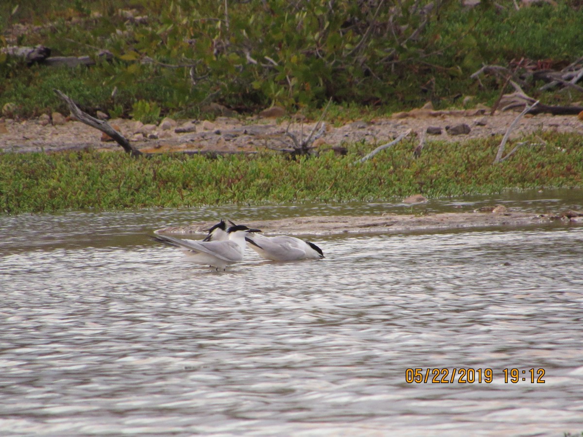 Sandwich Tern - ML160569081