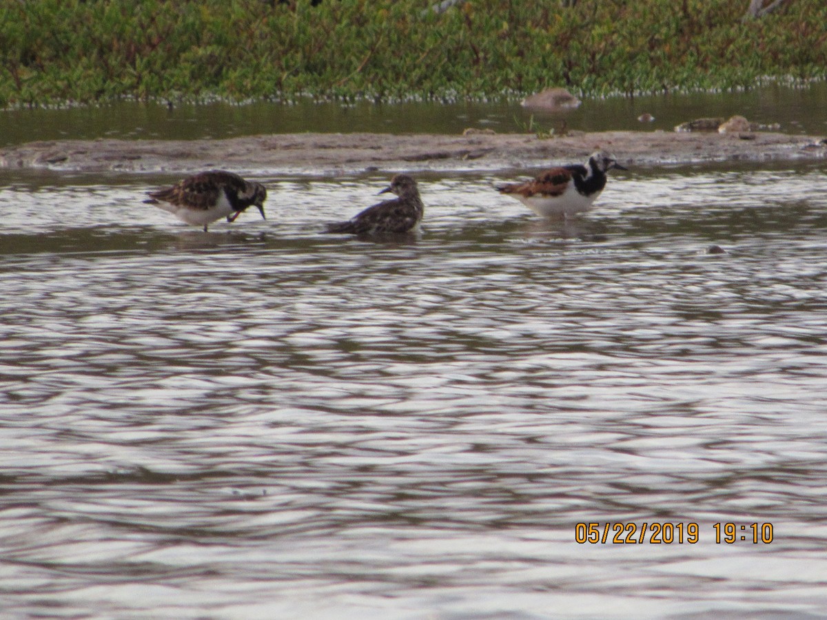 Ruddy Turnstone - Vivian F. Moultrie