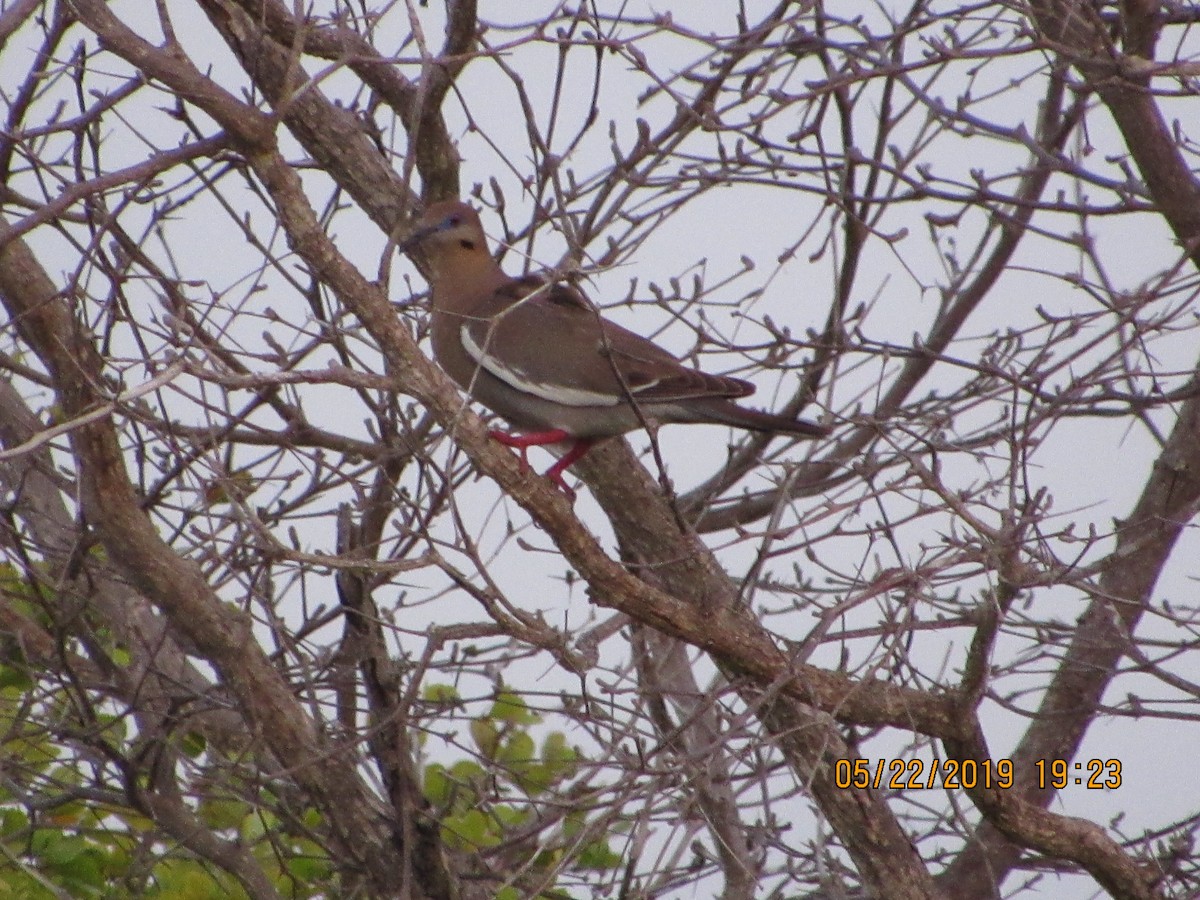 White-winged Dove - Vivian F. Moultrie