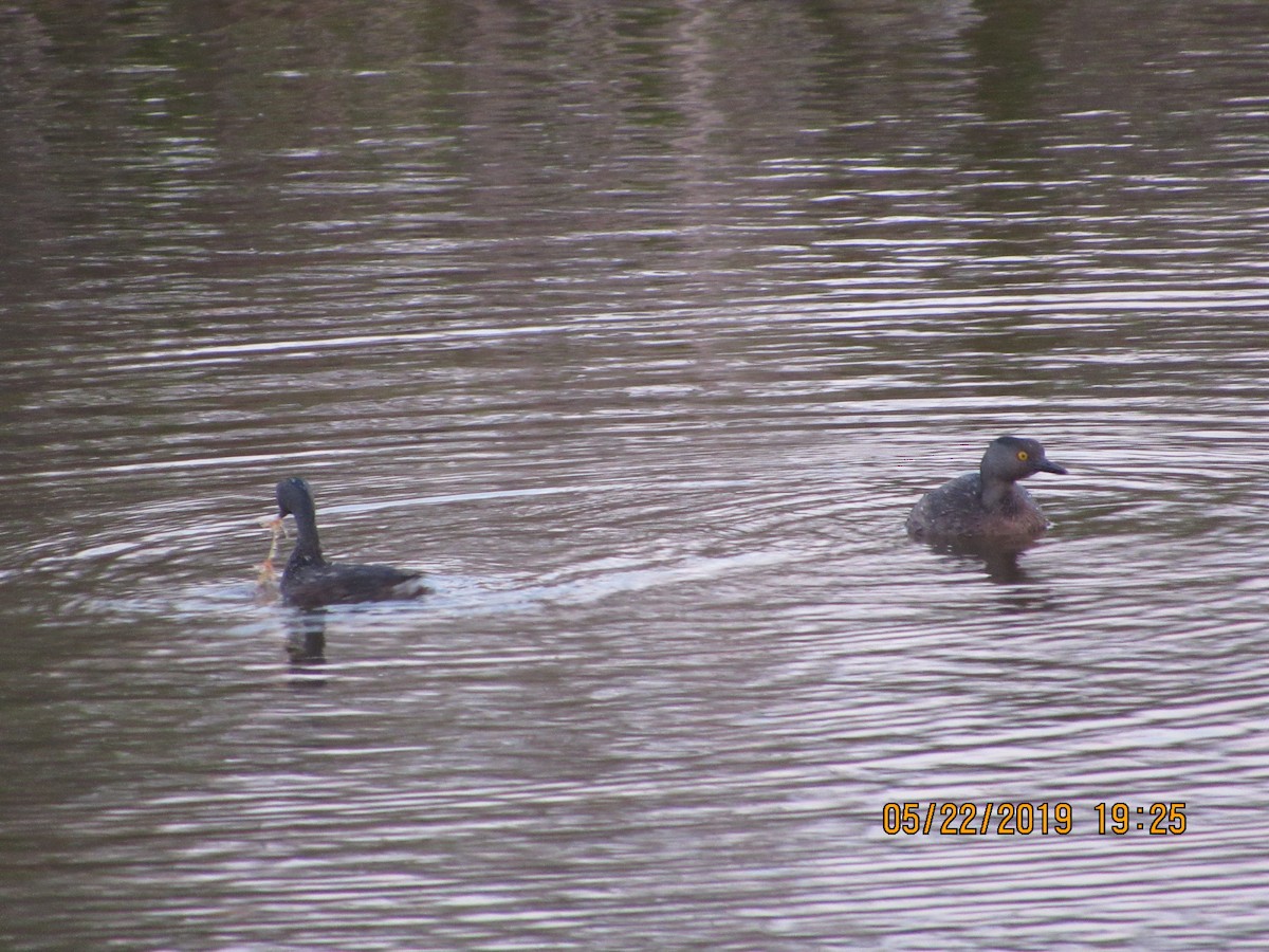 Least Grebe - Vivian F. Moultrie