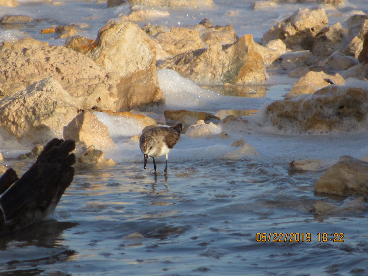 Semipalmated Sandpiper - ML160569641