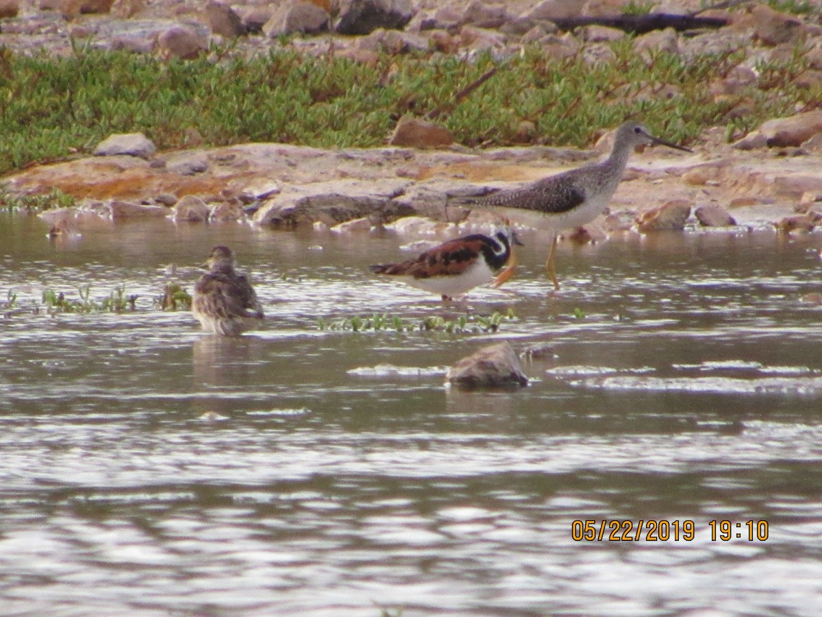 Greater Yellowlegs - ML160569791