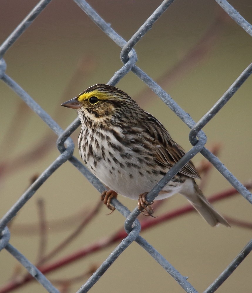 Savannah Sparrow - ML160569951