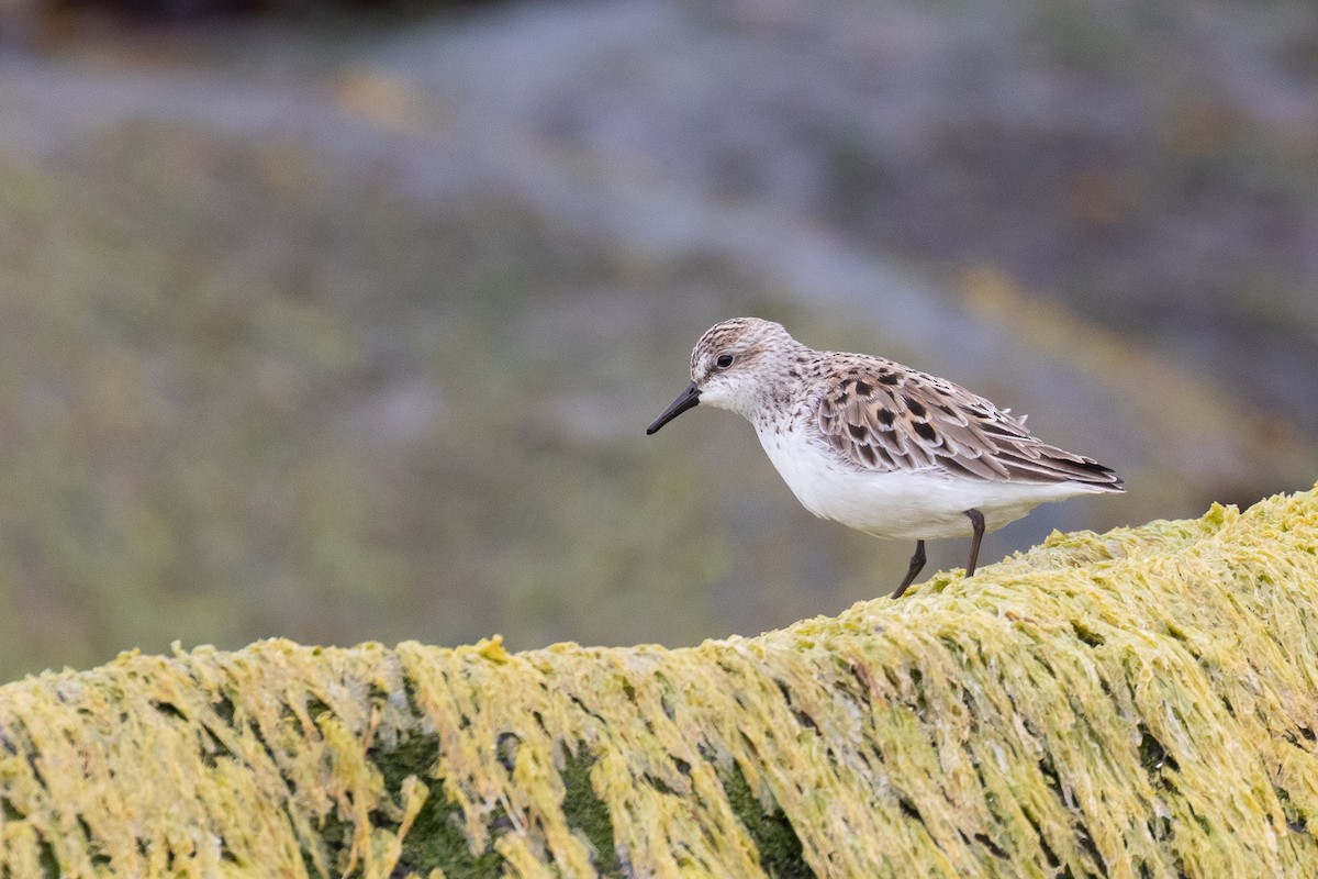 Semipalmated Sandpiper - ML160569971