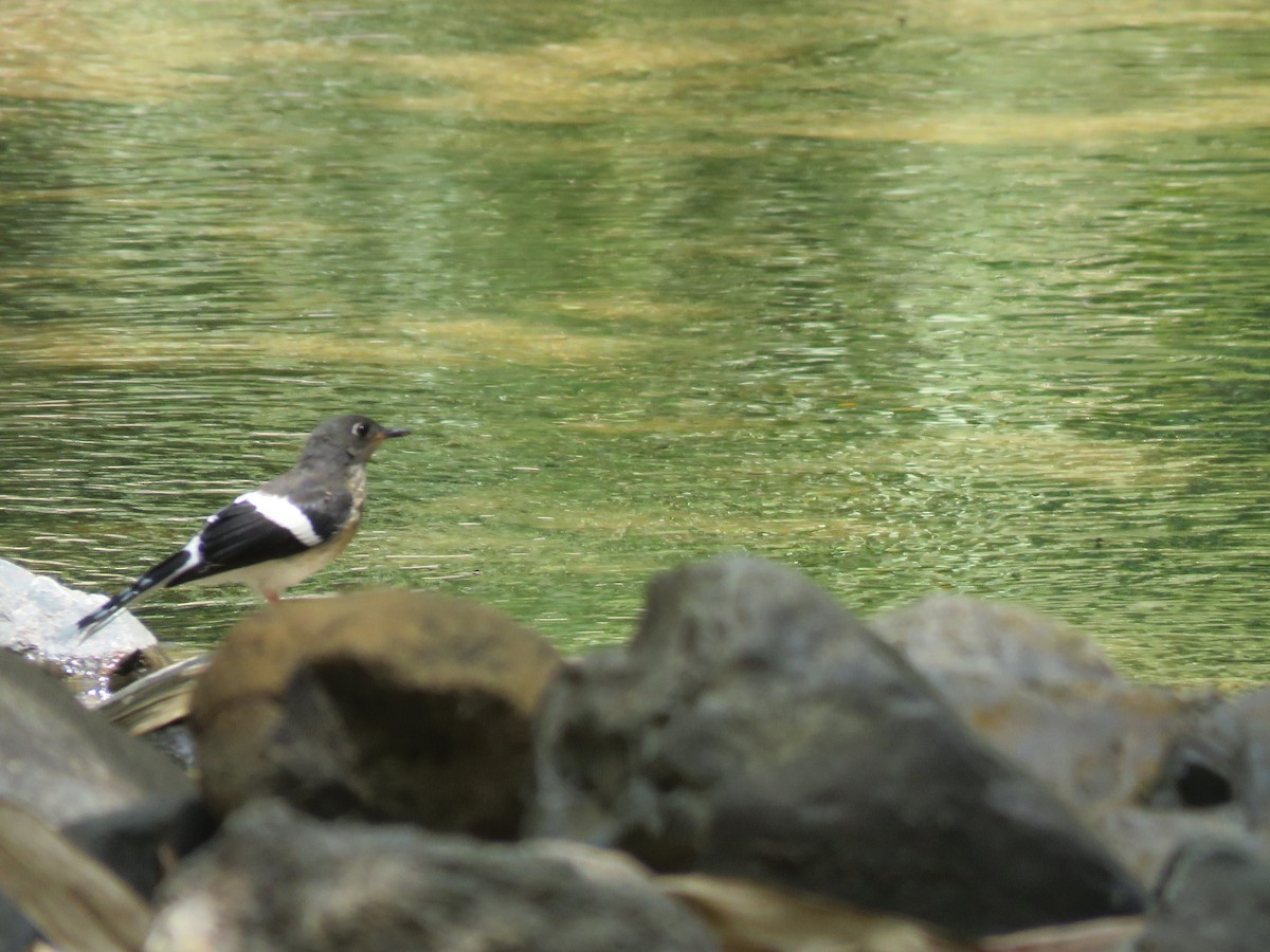 Slaty-backed Forktail - ML160570881