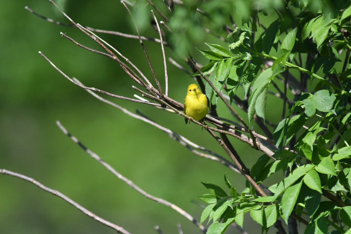 new world warbler sp. - ML160570921