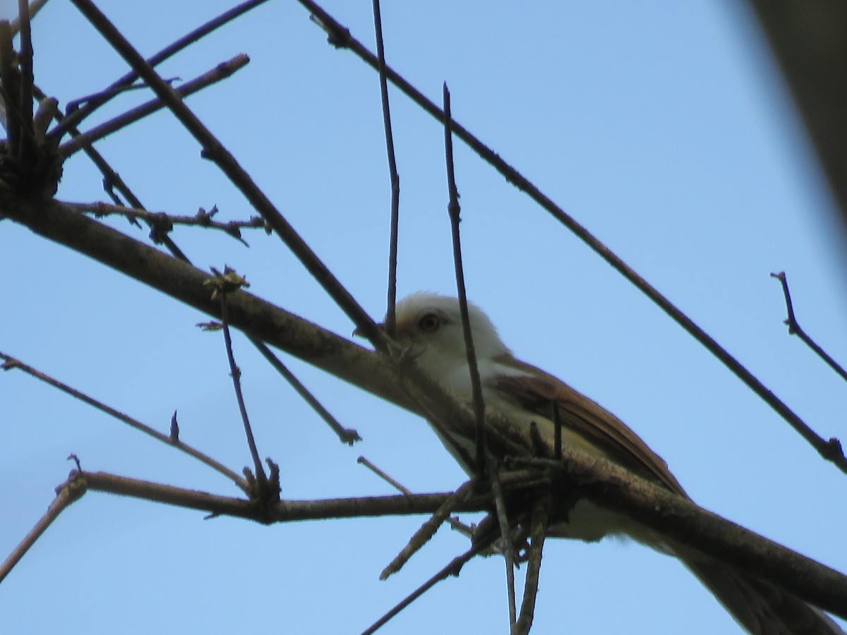 White-hooded Babbler - ML160570971