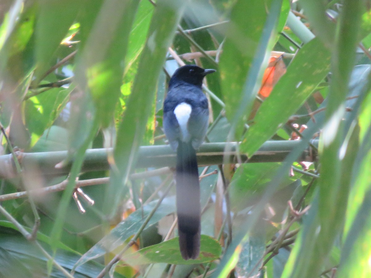 White-rumped Shama - ML160571011