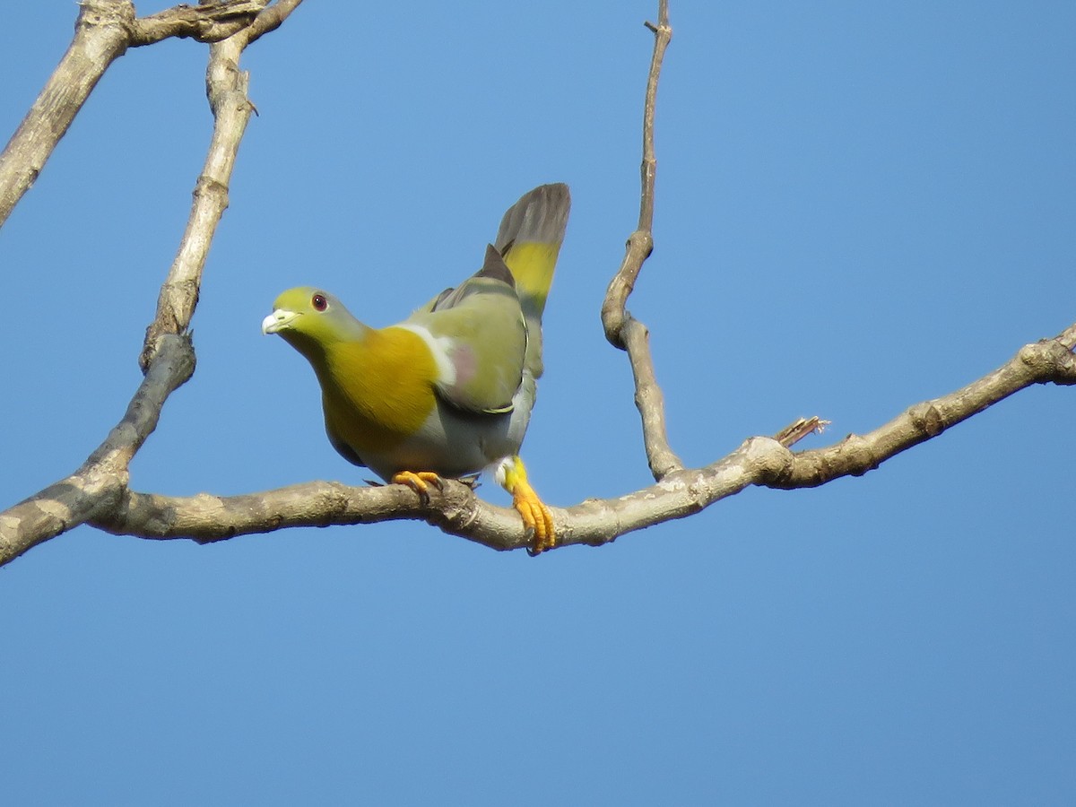 Yellow-footed Green-Pigeon - ML160571121