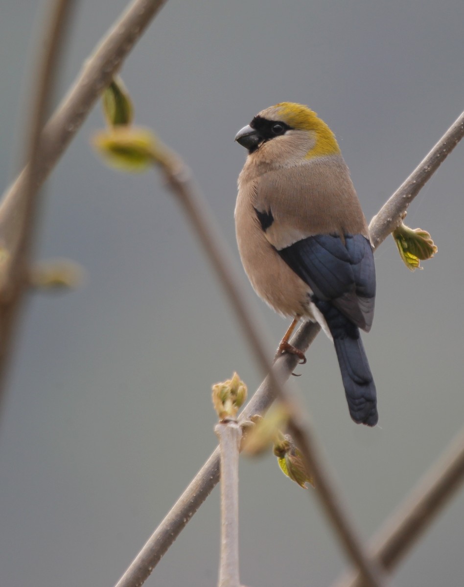 Red-headed Bullfinch - ML160571221