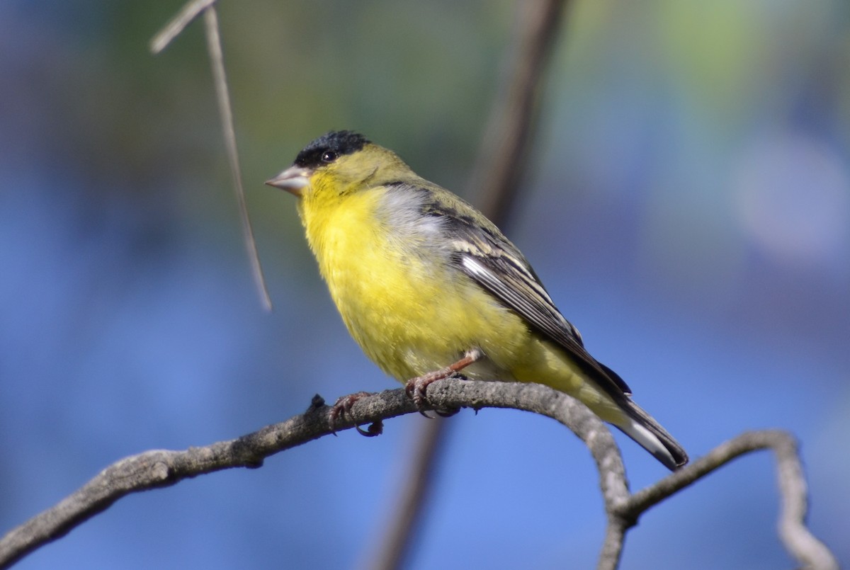 Lesser Goldfinch - ML160572651