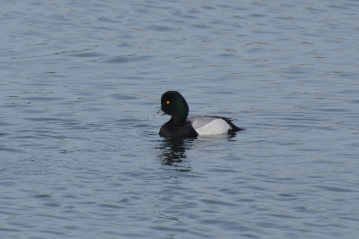 Lesser Scaup - ML160572801