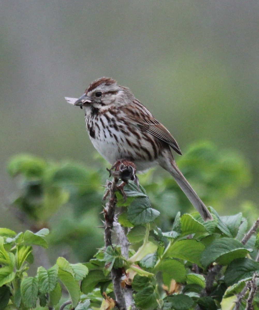 Song Sparrow - ML160573601