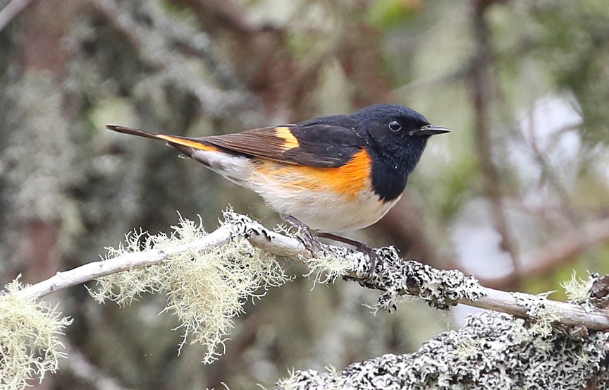 American Redstart - Mark Dennis