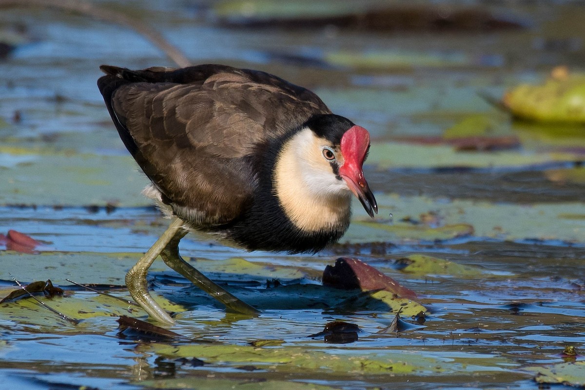 Comb-crested Jacana - ML160574511