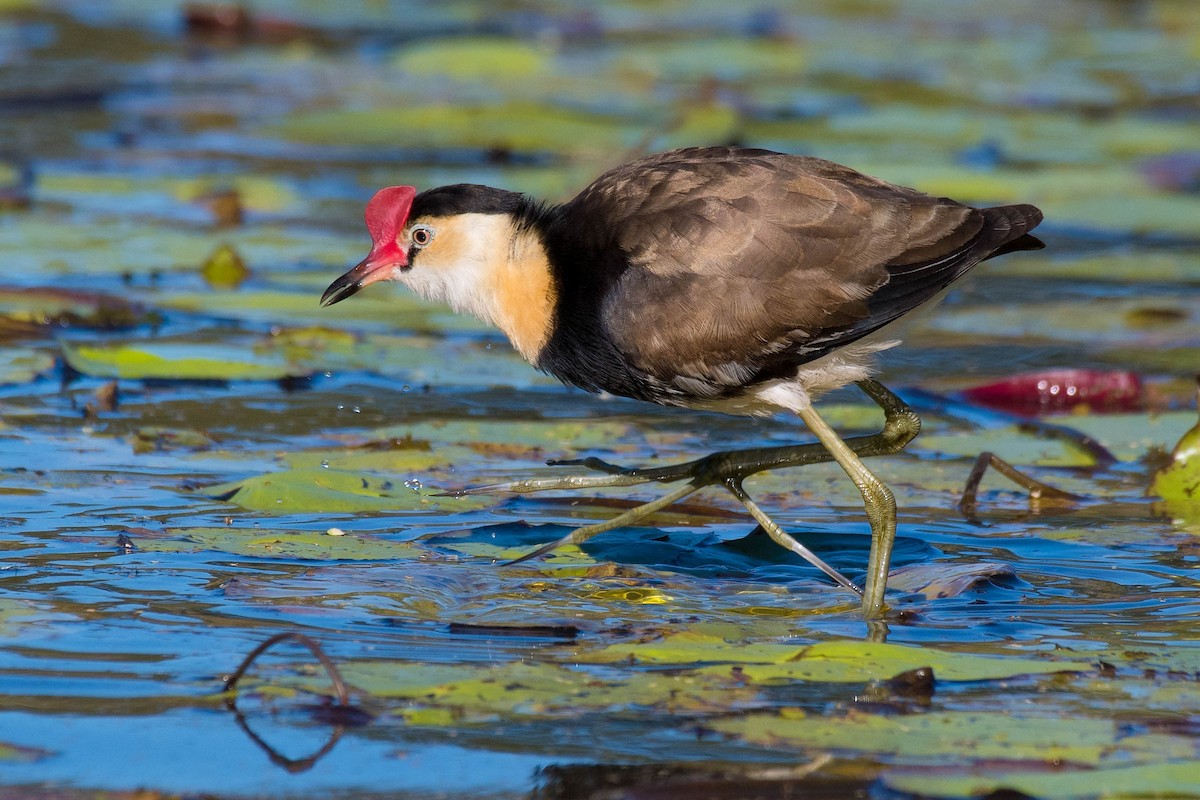 Comb-crested Jacana - ML160574531