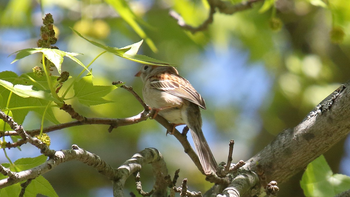 Field Sparrow - ML160577861