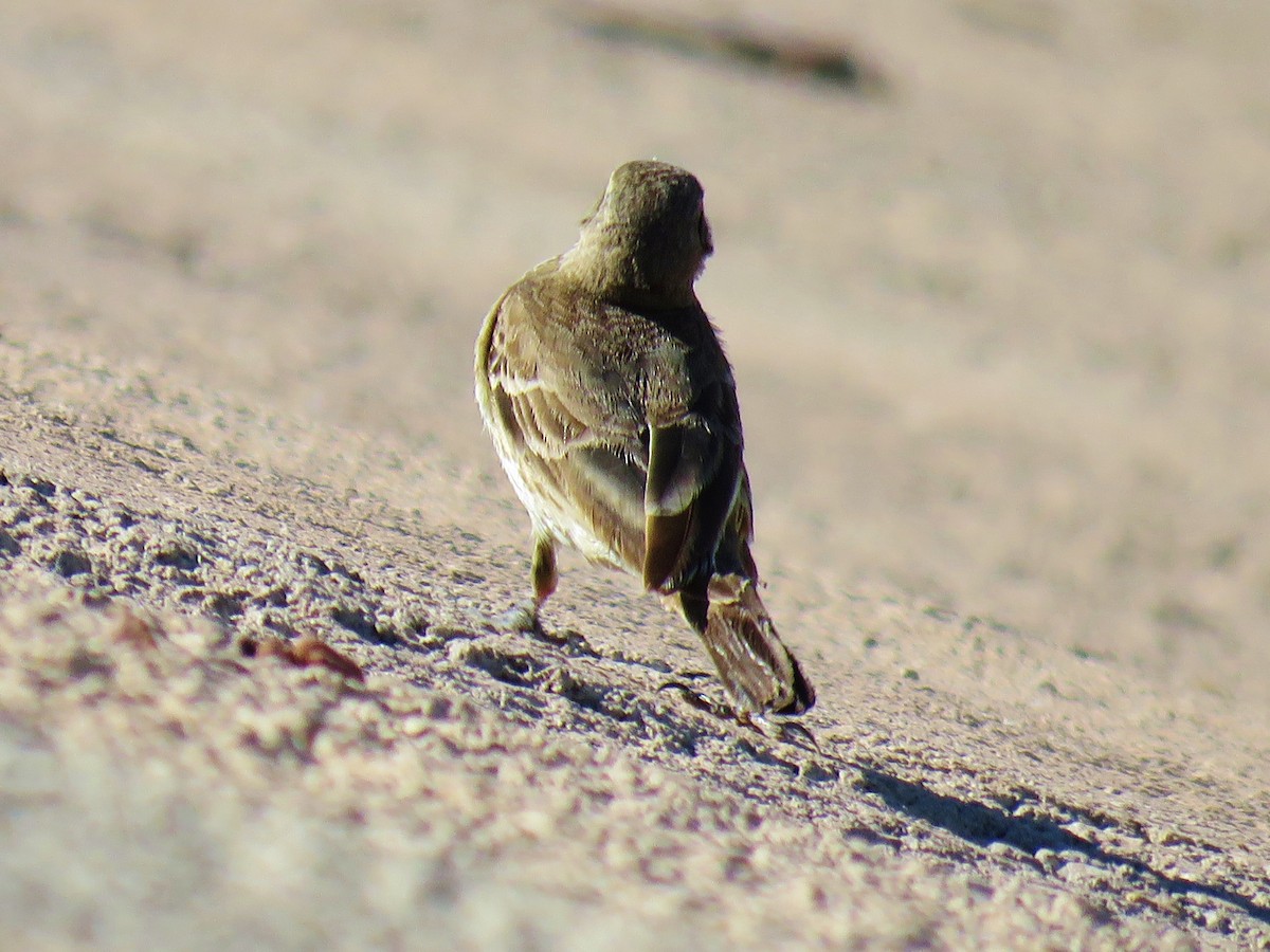 American Pipit - ML160578361