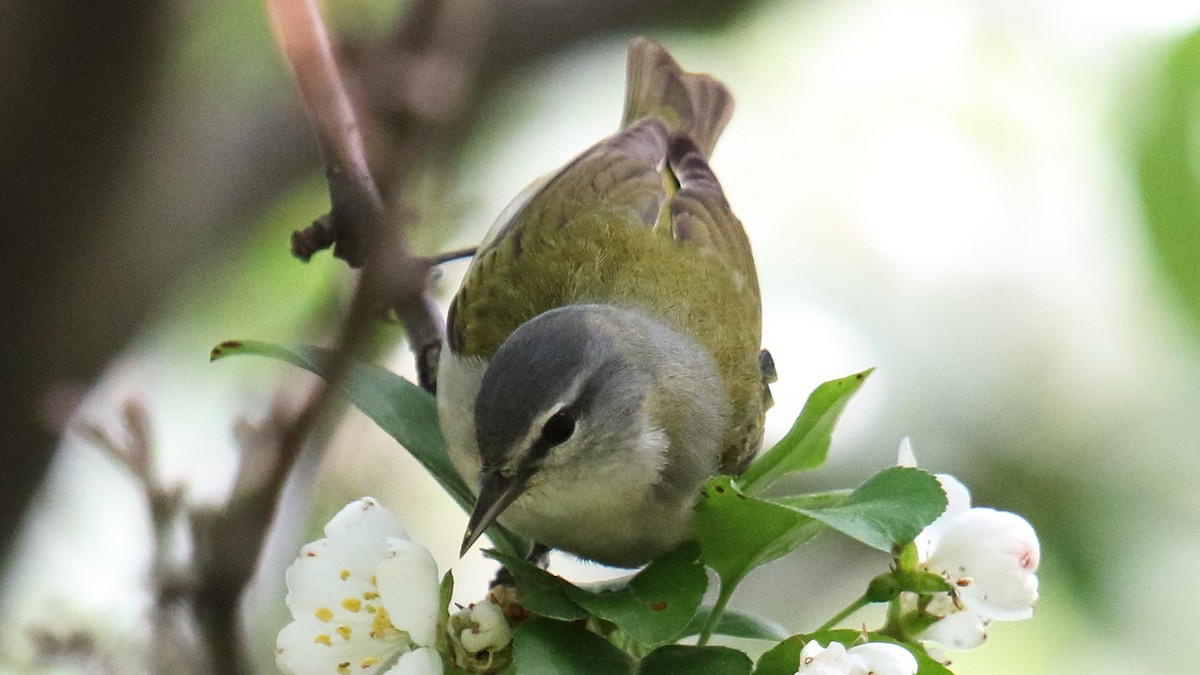 Tennessee Warbler - ML160579211