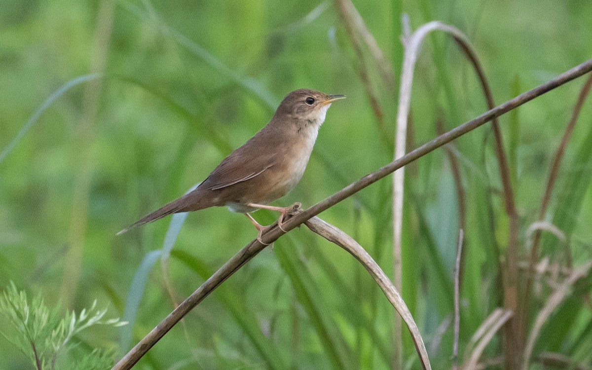 Brown Bush Warbler - James Kennerley