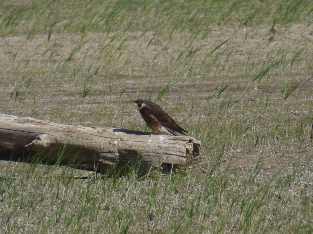 Peregrine Falcon - ML160581051