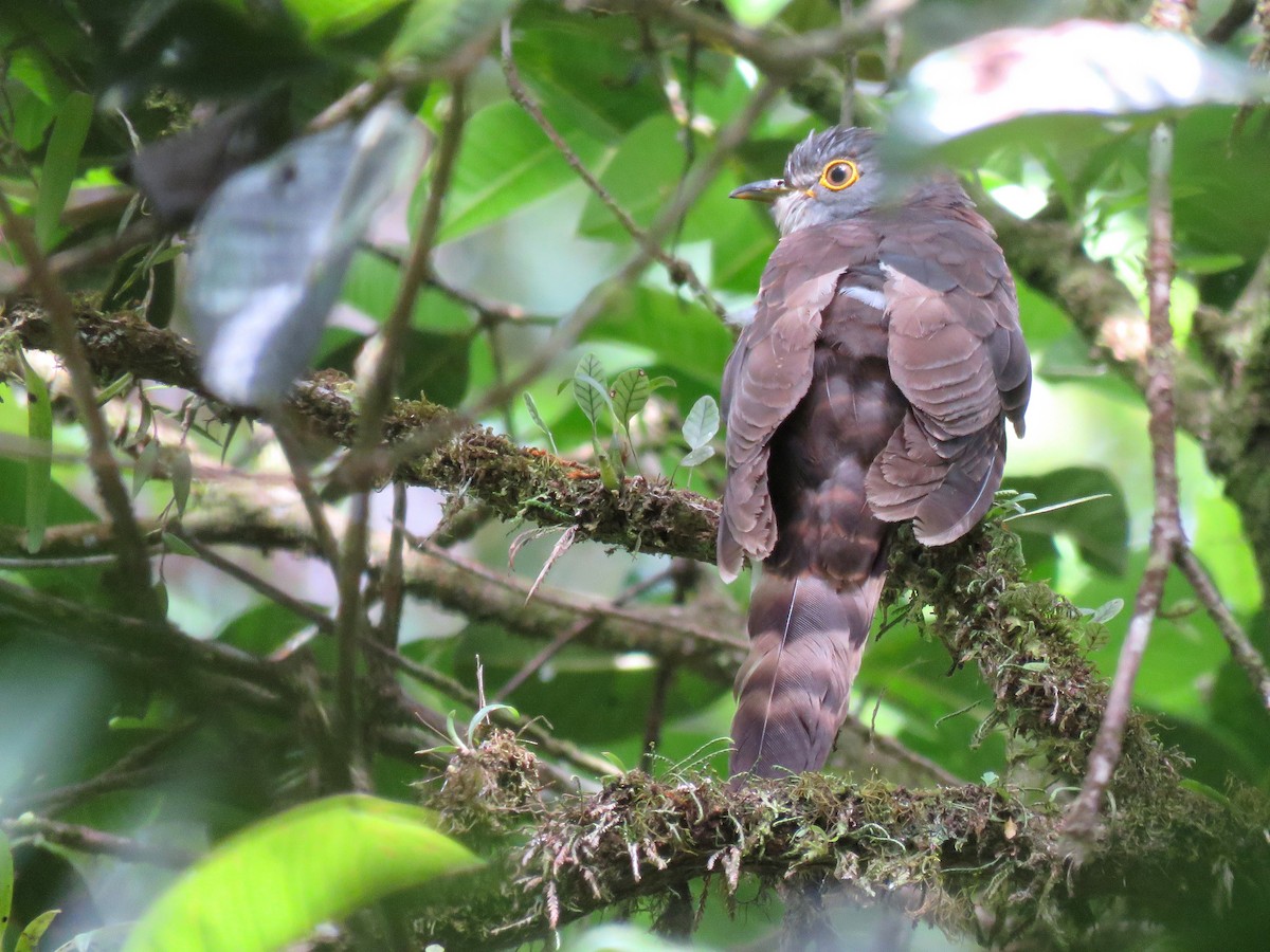 Dark Hawk-Cuckoo - ML160581551