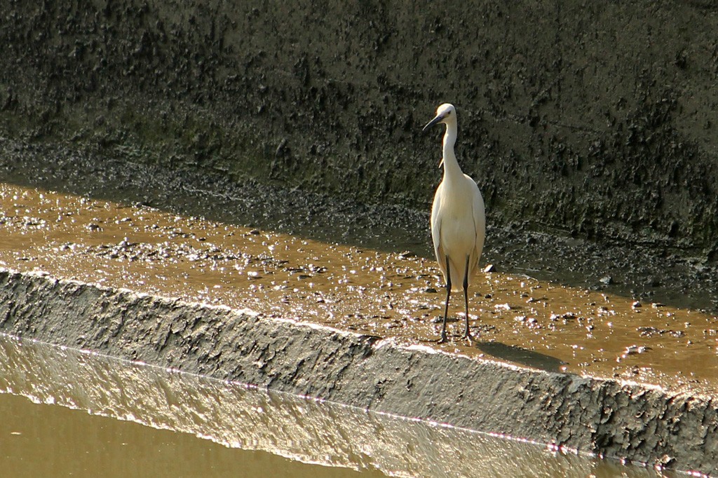 Little Egret - ML160583291