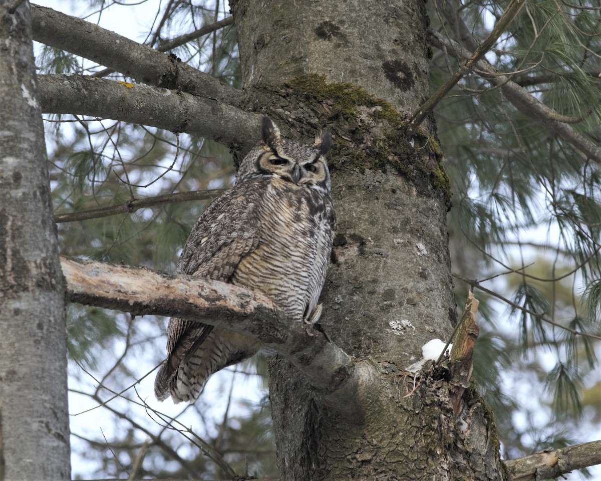 Great Horned Owl - Heather Pickard
