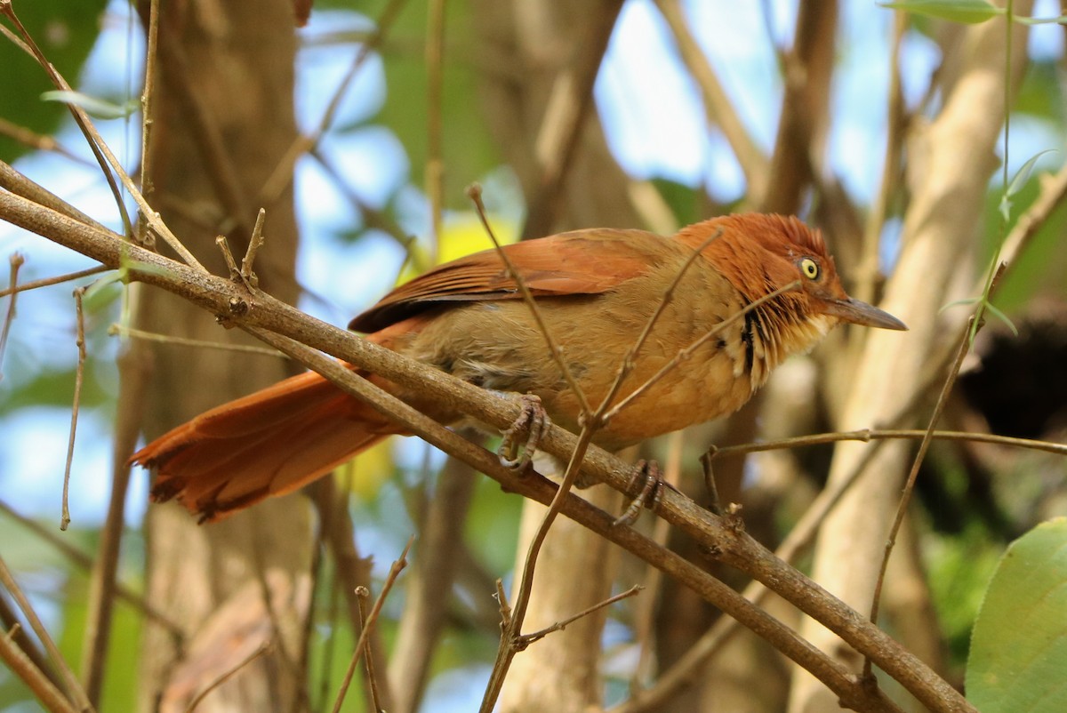 Chestnut-capped Foliage-gleaner - ML160586231