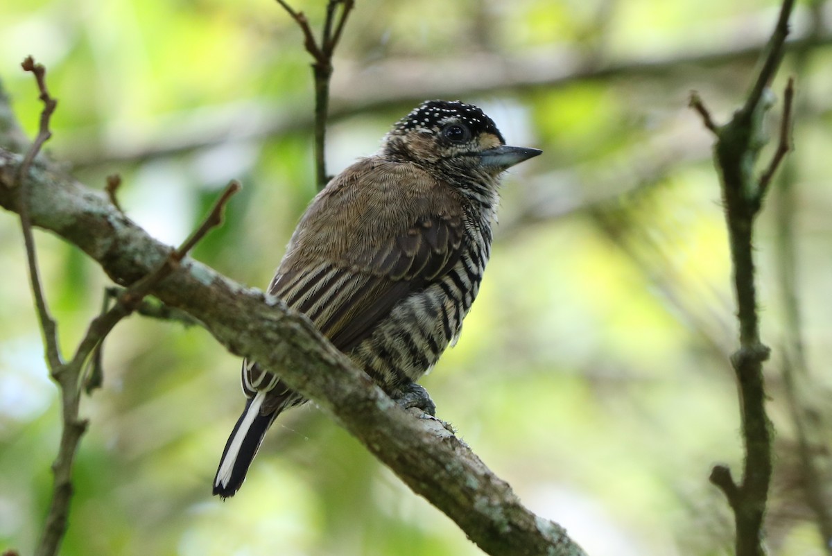 White-barred Piculet - ML160586551