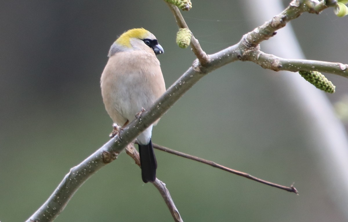 Red-headed Bullfinch - ML160591151