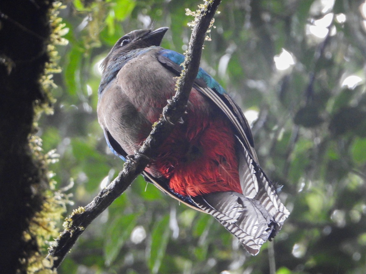 Resplendent Quetzal - ML160592621