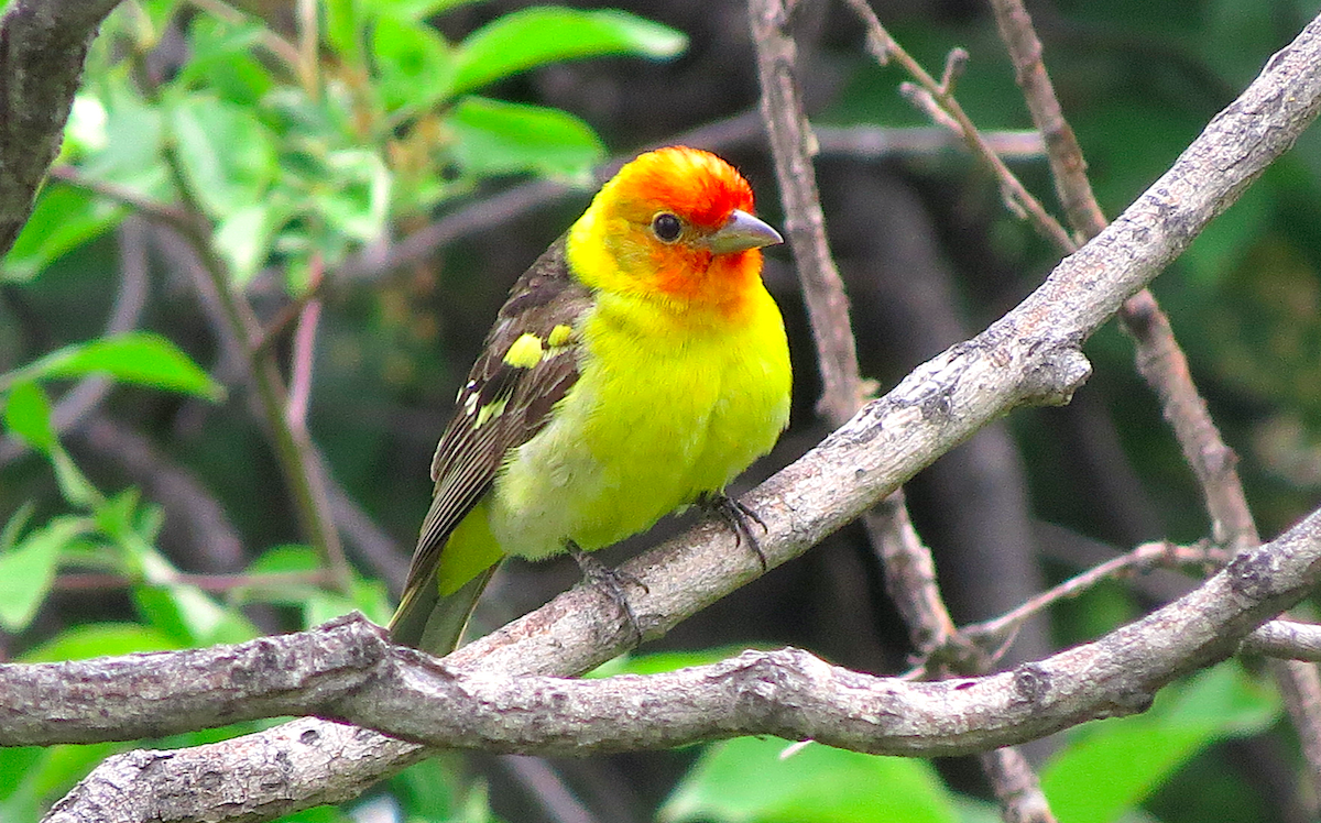 Western Tanager - ML160592851