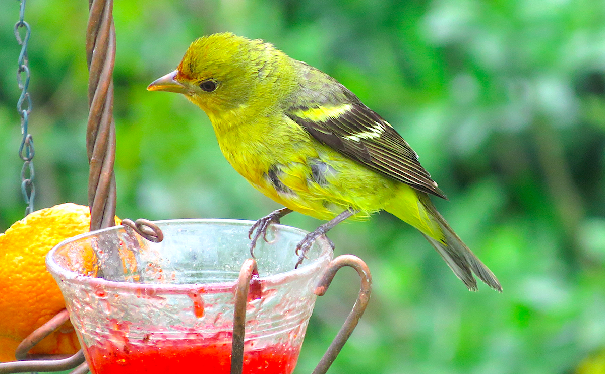 Western Tanager - ML160592861