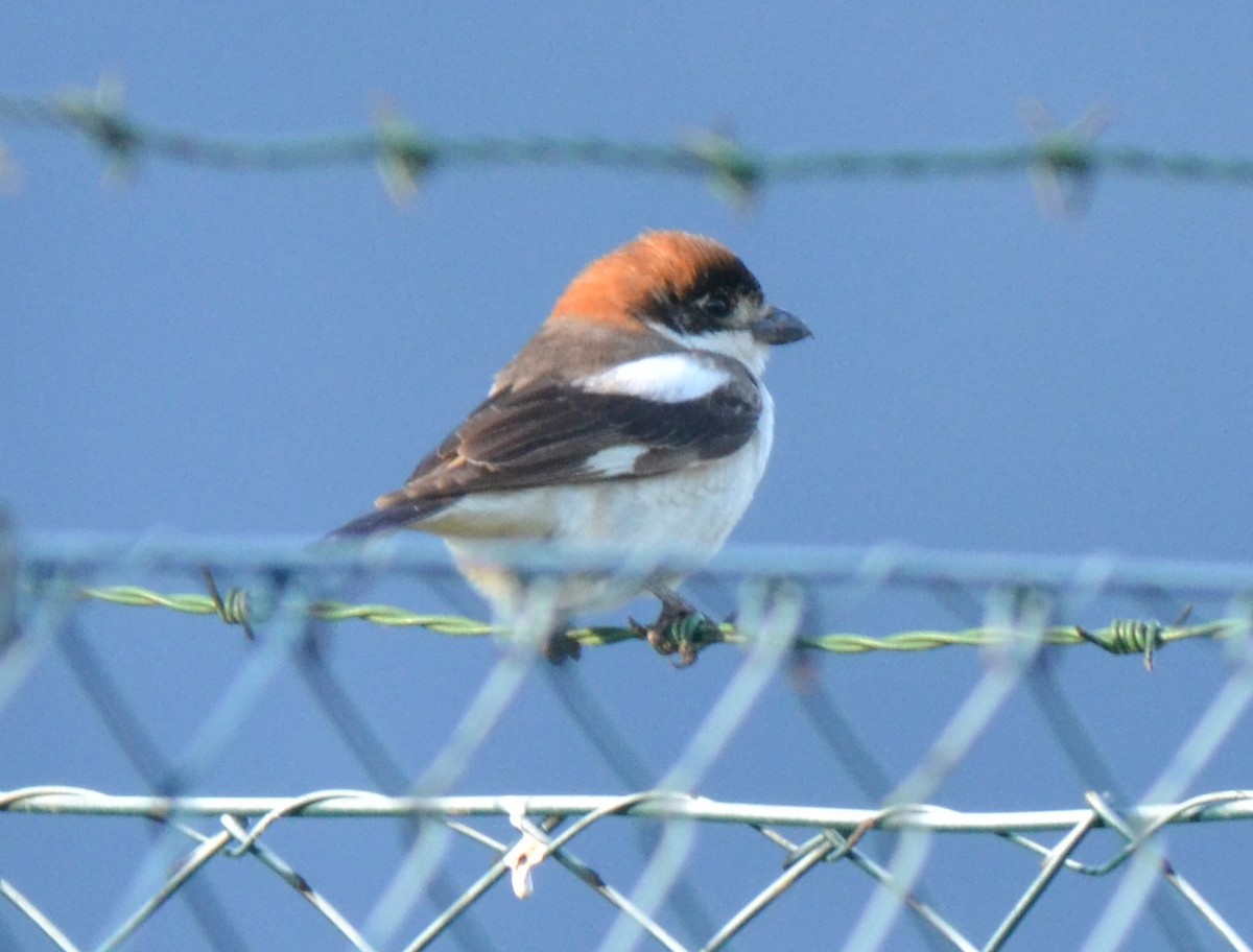 ťuhýk rudohlavý - ML160593311