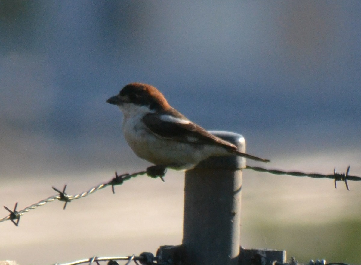 ťuhýk rudohlavý - ML160593331