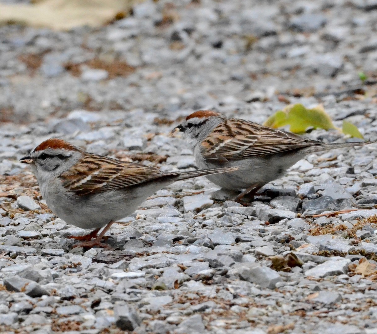 Chipping Sparrow - ML160593691