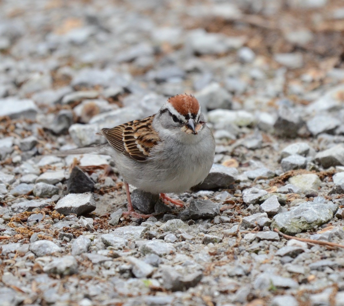 Chipping Sparrow - ML160593791